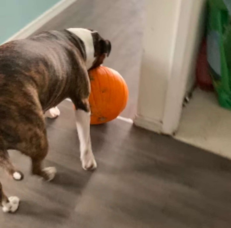 Dogs Sneakily Stole Mom's Pumpkin, Thinking It Was A Toy