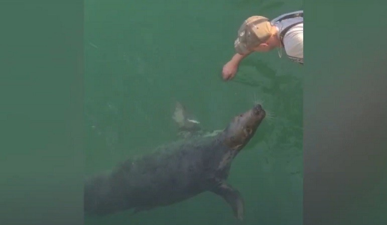 Fisherman and Seal Develop Decade-Long Friendship