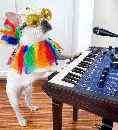 French Bulldog Dons Halloween Costumes for Every Day of October