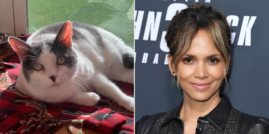 Halle Berry boosts adoption ad for rescue cat who shares her name