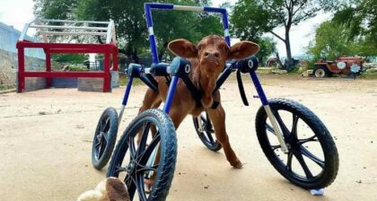 Handicapped Baby Cow Gets Custom-Made Wheelchair to Help her Walk