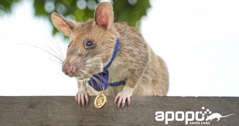 Landmine Detection Rat Wins Gold Medal For Saving Lives