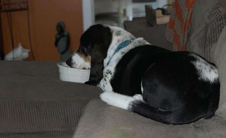Pup Keeps Taking Food Bowl to the Couch