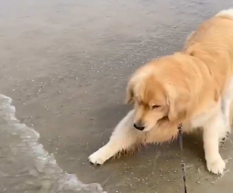 Silly Dog Hates Getting his Feet Wet