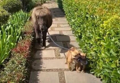 Dogs Taking the Family Horse on a Walk