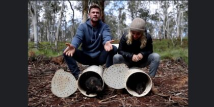 Chris Hemsworth And Wife Elsa Pataky Release Tasmanian Devils In Australia