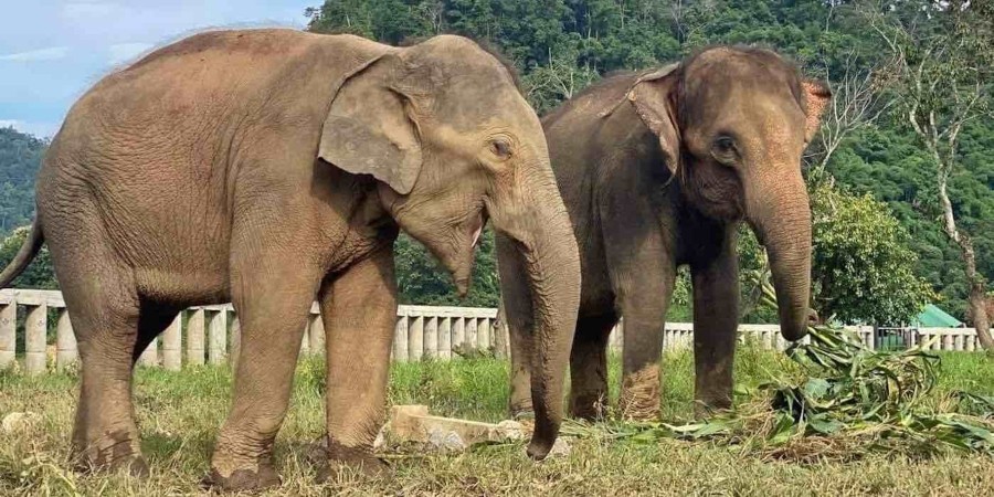 Former Zoo-Performing Elephants Now in Comfortable Home