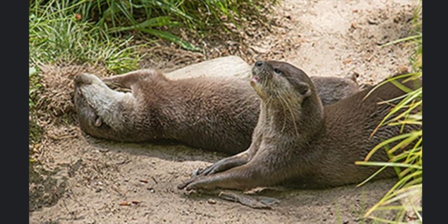 Two Otters Who Lost Their Previous Partners Have Found Each Other