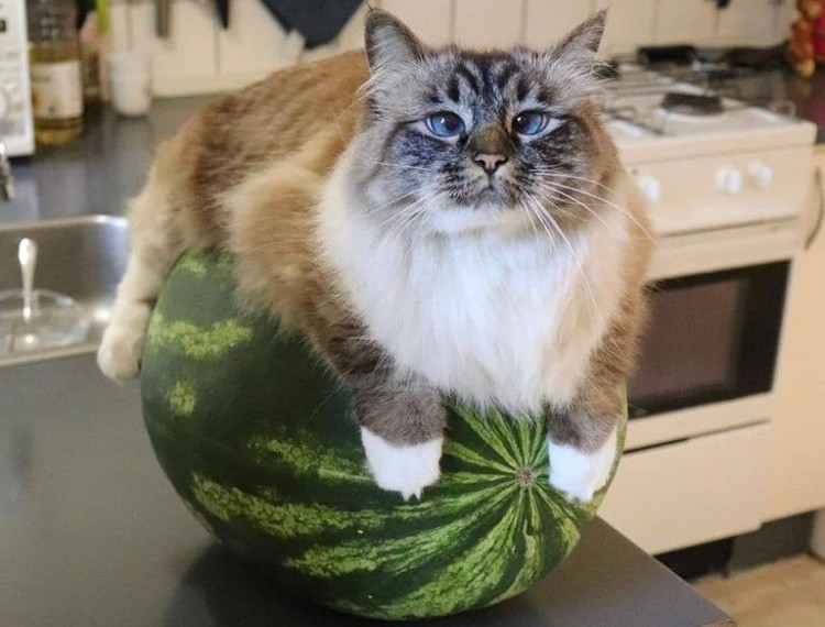 15 Hilarious Photos that Show Why Cats Rule the Internet