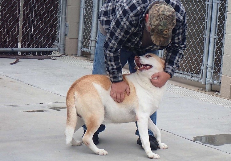 Dad Finds Lost Dog After 3 Years and Makes Him Smile Again