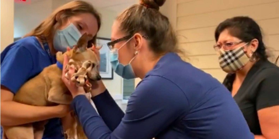 Family Reunites with Senior Chihuahua Who Got Lost 6 Years Ago