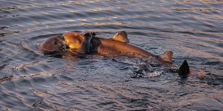 Sea Otter Embracing a Little Shark