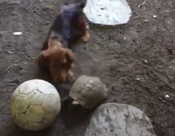 Speedy Tortoise Loves Playing Soccer with Pups