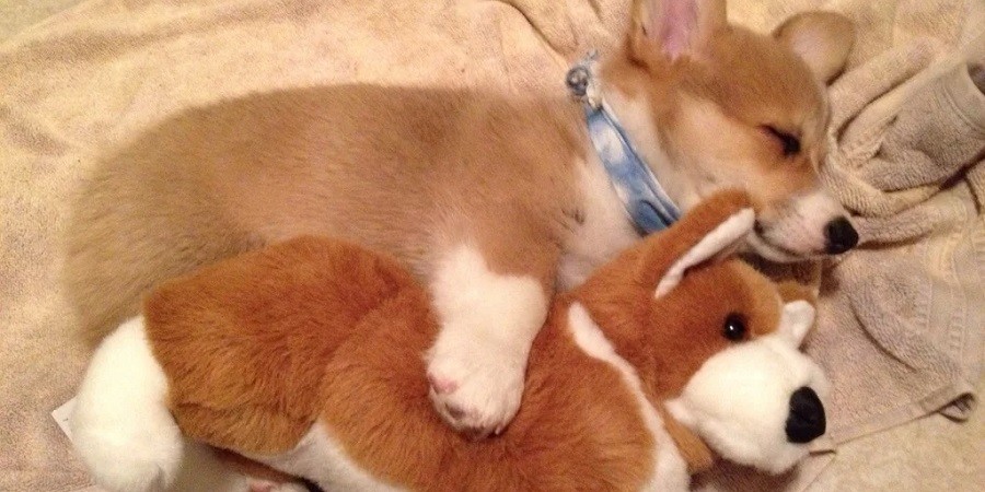 15 Adorable Pictures of Fluffy Pets with their Favorite Toys