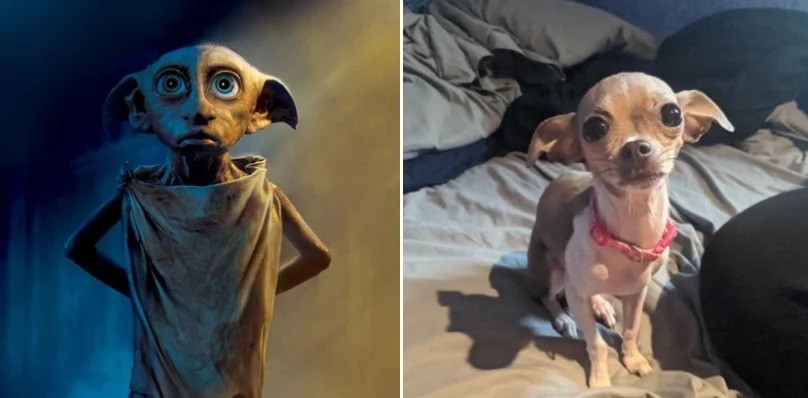 Dogs and their Look-Alikes