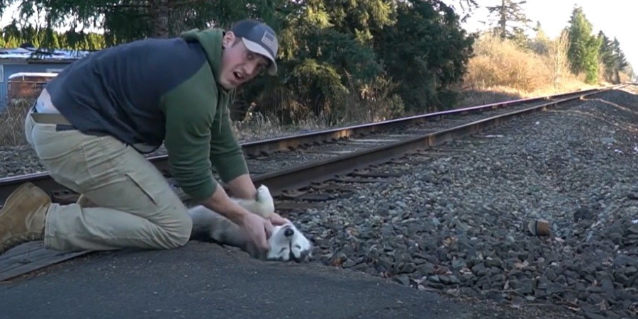 Firefighter Stumbles Upon Lost Husky and Makes Sure She Gets Home