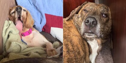 Hilarious Photos from the Sleeping Dog Challenge
