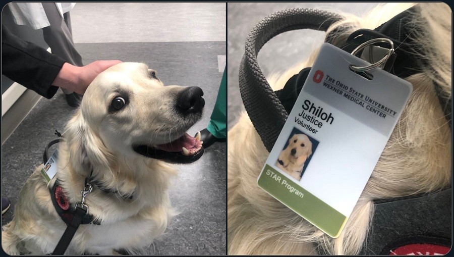Hospital Therapy Dog Proudly Shows Off Staff ID