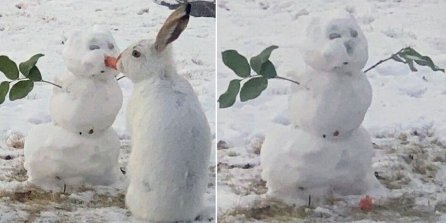 Hungry Bunny Eats Snowman’s Carrot Nose