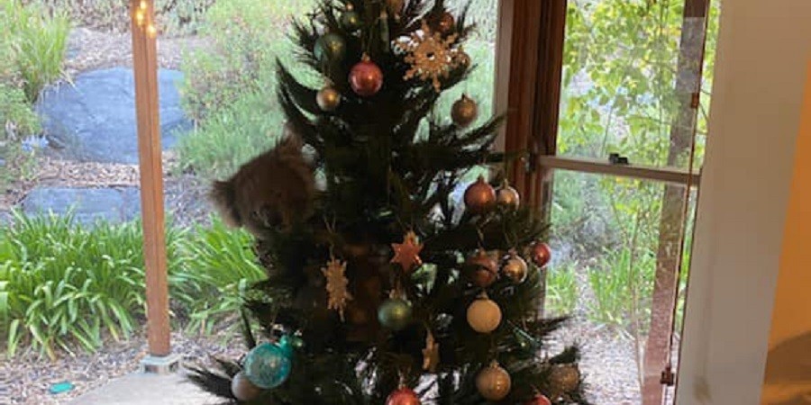 Koala Sneaks in Family Home and Climbs in Christmas Tree