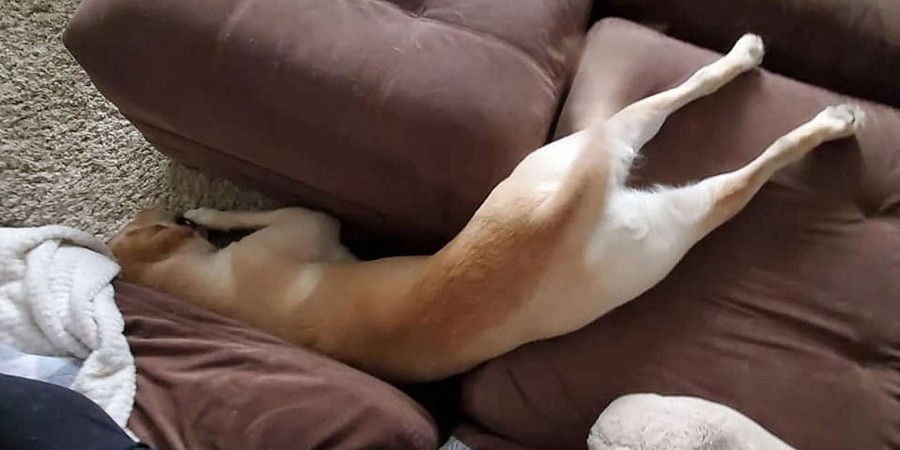 Large Dog Naps in the Most Uncomfortable-Looking Positions