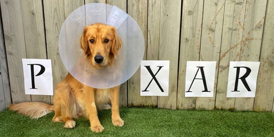 Mom Designs Pup's Cone Differently Each Day to Comfort Him