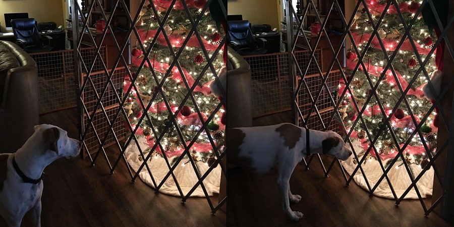 Mom Puts Gate Around Christmas Tree to Stop Dogs from Destroying It
