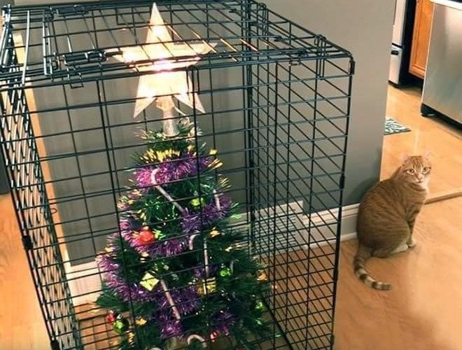 Pet Parents Who Tried their Best to Pet-Proof Their Christmas Trees