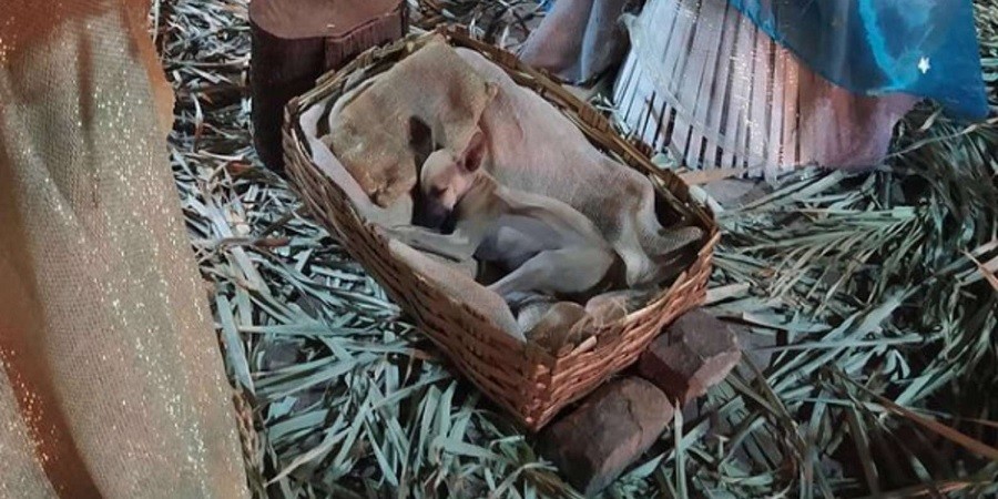 Pup Slumbering in Nativity Scene Manger