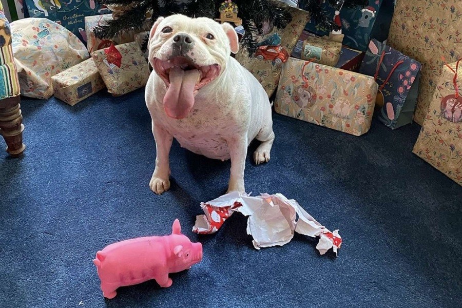 Sneaky dog rummages through Christmas presents and instantly unwraps hers