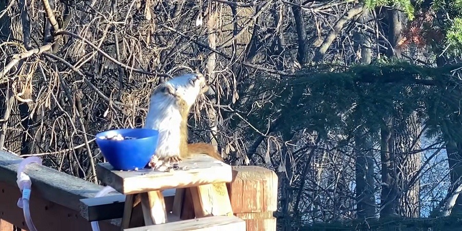 Squirrel Accidentally Gets Drunk on Pears