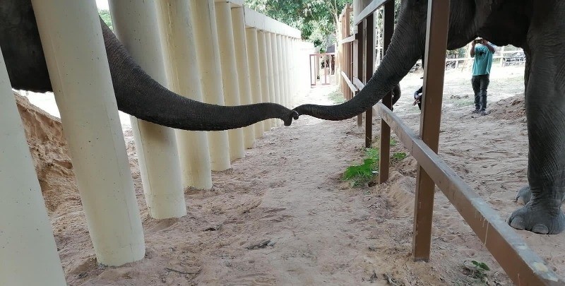 World's Loneliest Elephant in his New Home