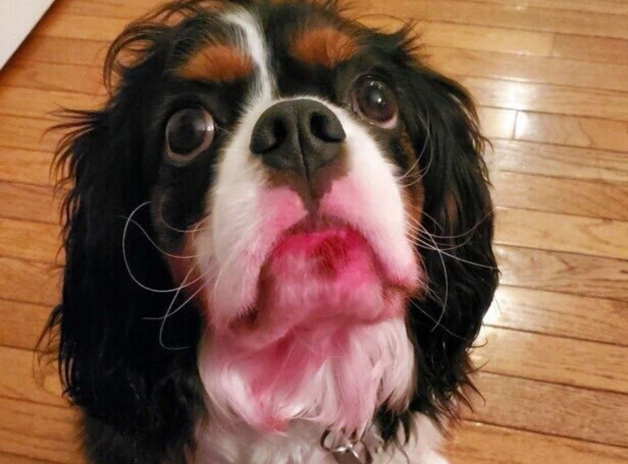 dog eats mom's lipstick