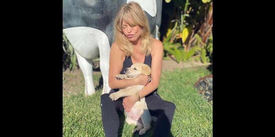 Adorable Rescue Puppy Joins Goldie Hawn's Fur Family