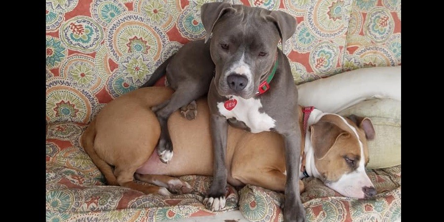 Dog's Favorite Chair is Her Canine Brother