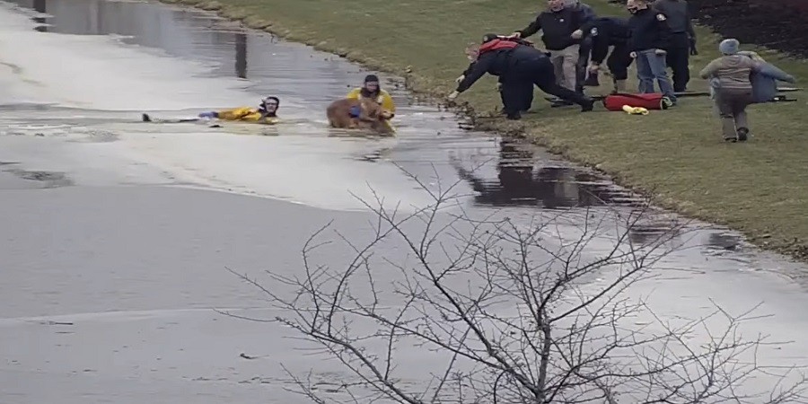 Firefighters Save Pup from Icy Pond