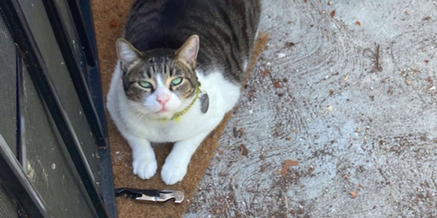 Generous Cat Brings Mom Gifts “Stolen” From Neighbors