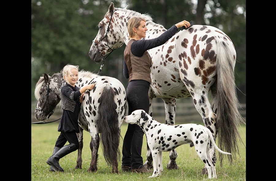 Horse, Pony, and Dog are All Part of one Loving Spotted Family