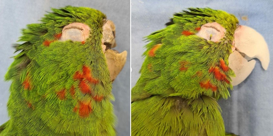Injured Parrot Gets Reconstructed Beak Thanks to Animal Rescuers
