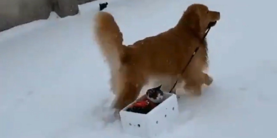 Pup Takes Cat on Adorable Sleigh Ride