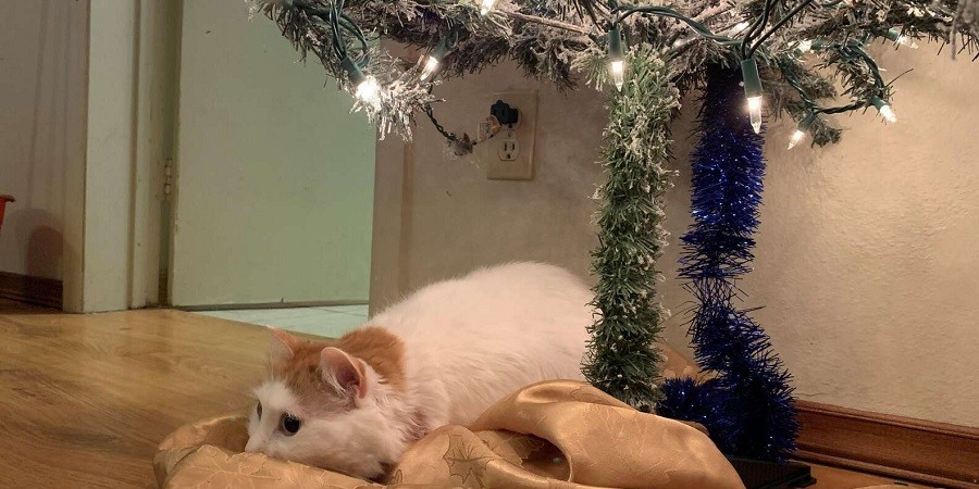 Sad Cat Misses the Christmas Tree