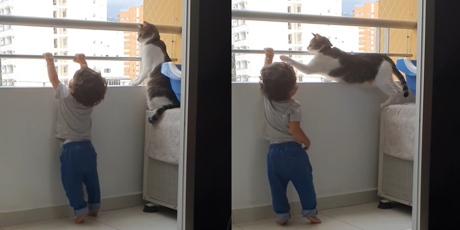 Cat Blocks Little Boy from Balcony Railing