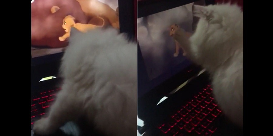 Kitten Reaches out to Simba in 'Lion King' Scene