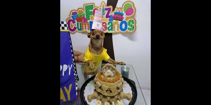 Little Dog Sports the Biggest Smile on his Birthday Party