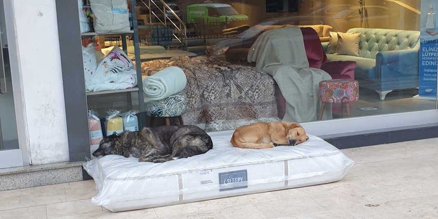 Local Furniture Store Offers Comfy Sleeping Spot for Stray Dogs