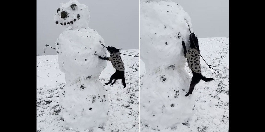 Pup Tries to Fetch Snowman's Stick Arm