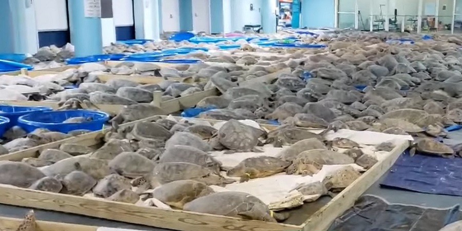 Volunteers Rescue Thousands of Sea Turtles From Texas Winter