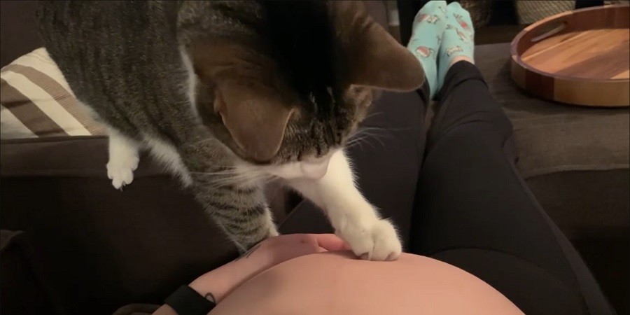 Cat Meets his Future Baby Brother