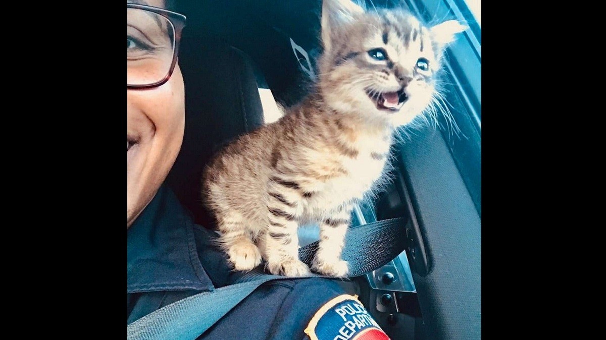 Cop who Rescued Kitten Now Has the Cutest Sidekick