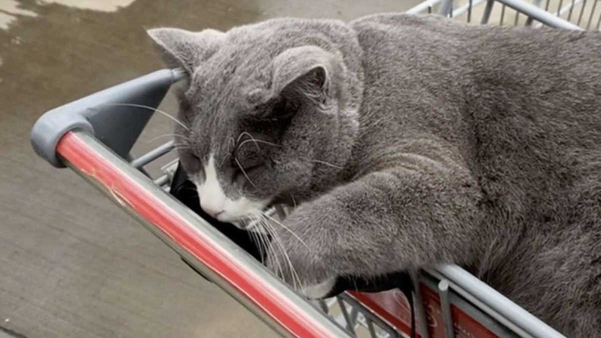 Friendly Cat Urges Woman to Shop More